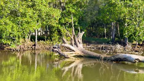 escena del río tranquilo con un árbol caído