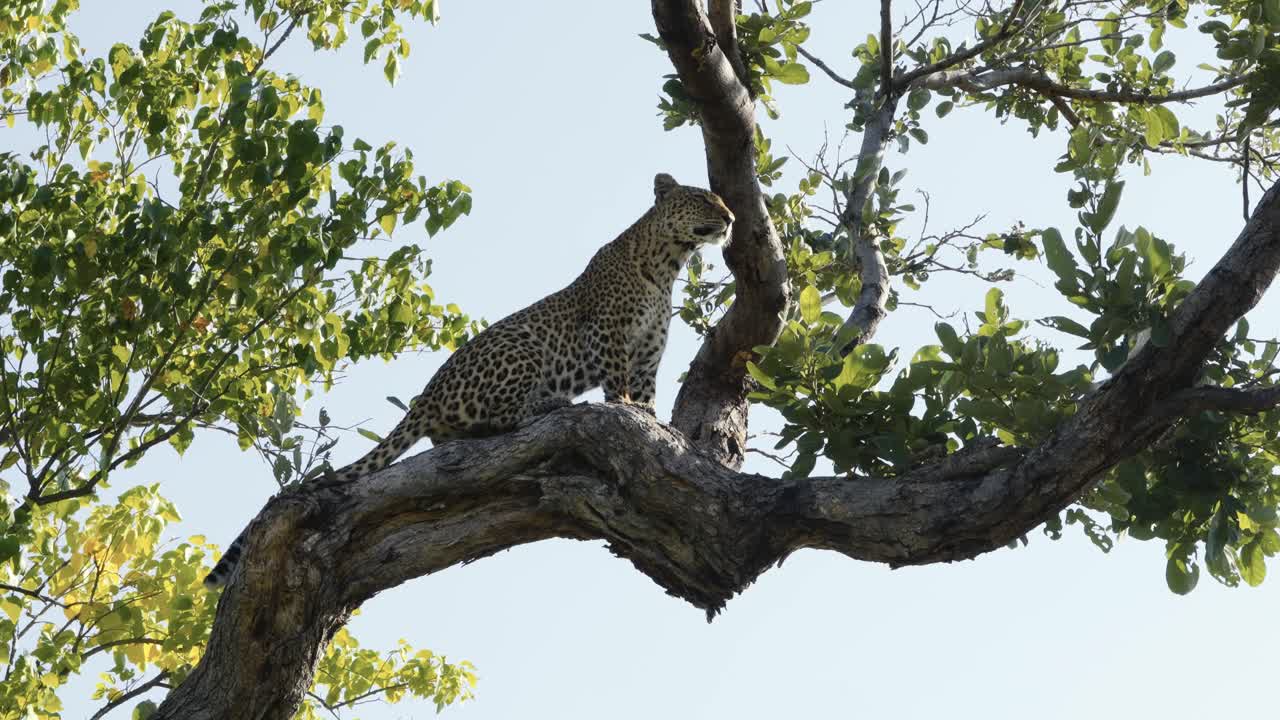 Ağaçta Bir Leopar