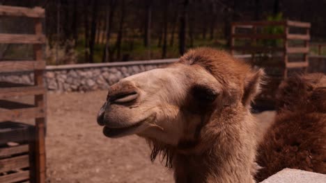 close-up portrait of a camel on the ranch