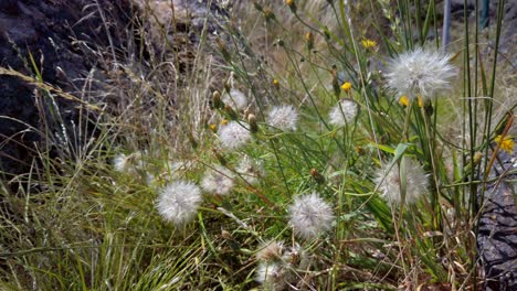 dandelions in the wind during summer