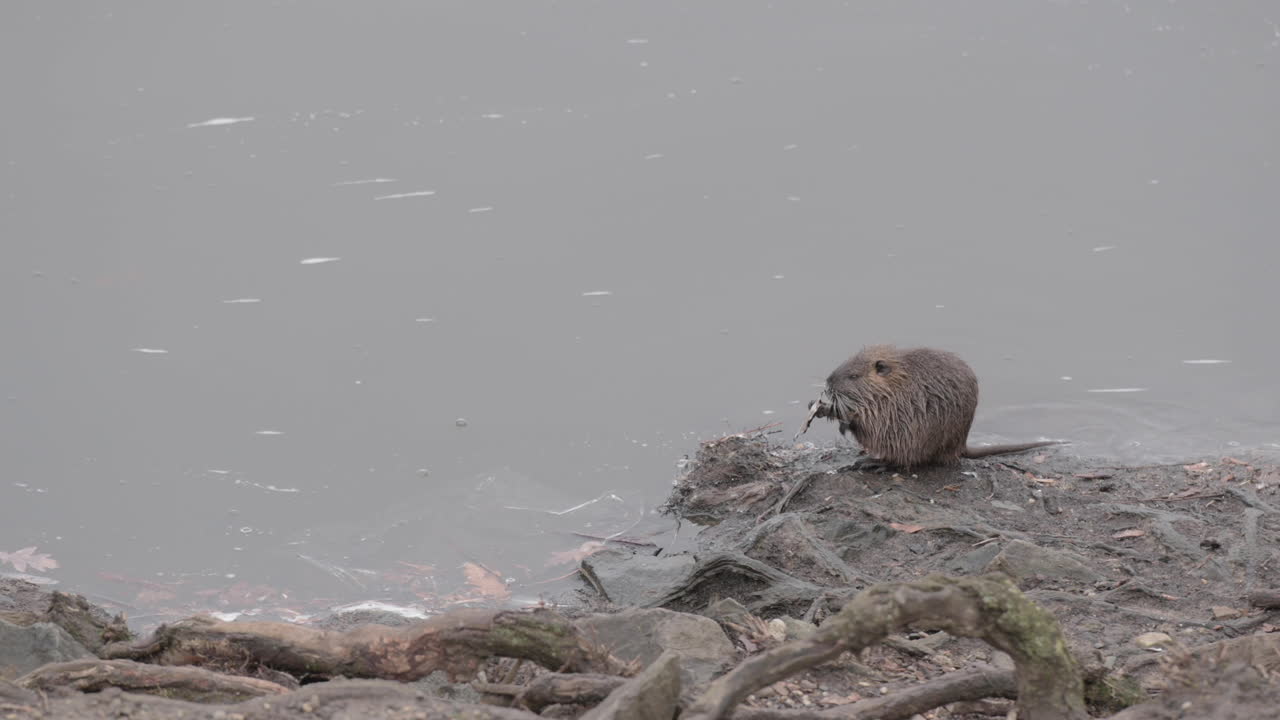 joven myocastor coypus hurgando comida en la orilla del río vltava, praga