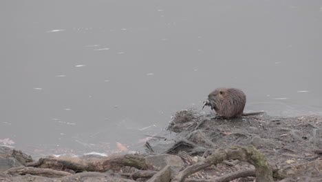 young myocastor coypus scavenging food on vltava riverbank, prague