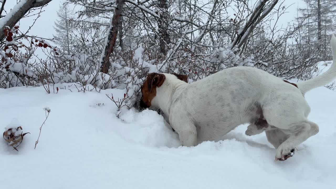 Playful dog enjoys a snowy winter day