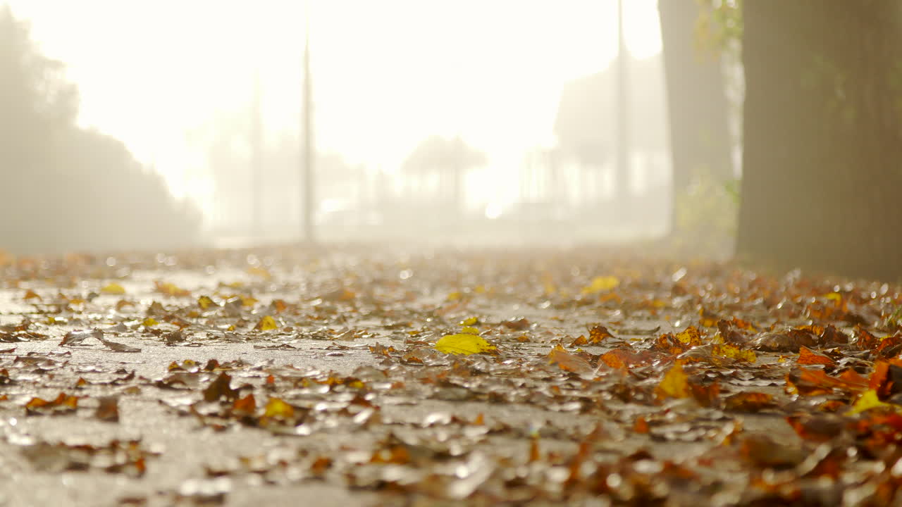 가을 골목 자연