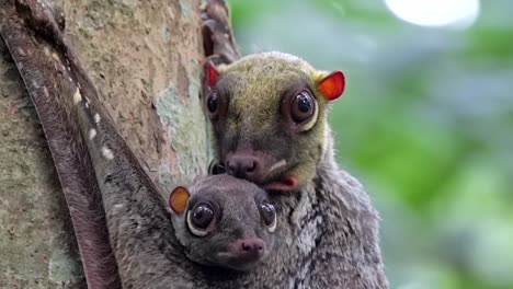 Colugo,-O-Lémur-Volador,-Aferrándose-Al-árbol-Con-Su-Bebé-En-Un-Parque-Natural-En-Singapur-En-Un-Día-Ventoso---Tiro-Panorámico-De-Primer-Plano