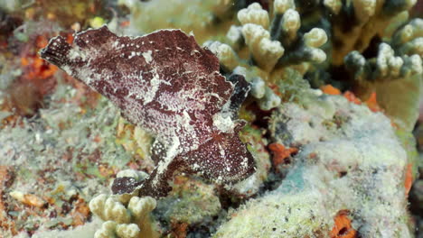 the leaf scorpionfish