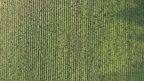 campos de maíz grabados con un dron en un día soleado