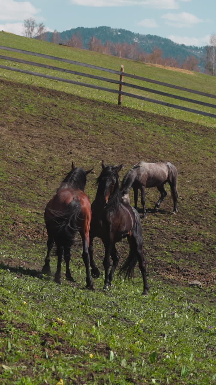 los sementales luchan mientras el caballo gris pastorea en la hierba del paddock en la colina en cámara lenta. los animales equinos muestran un comportamiento agresivo en los pastos de las tierras altas en primavera