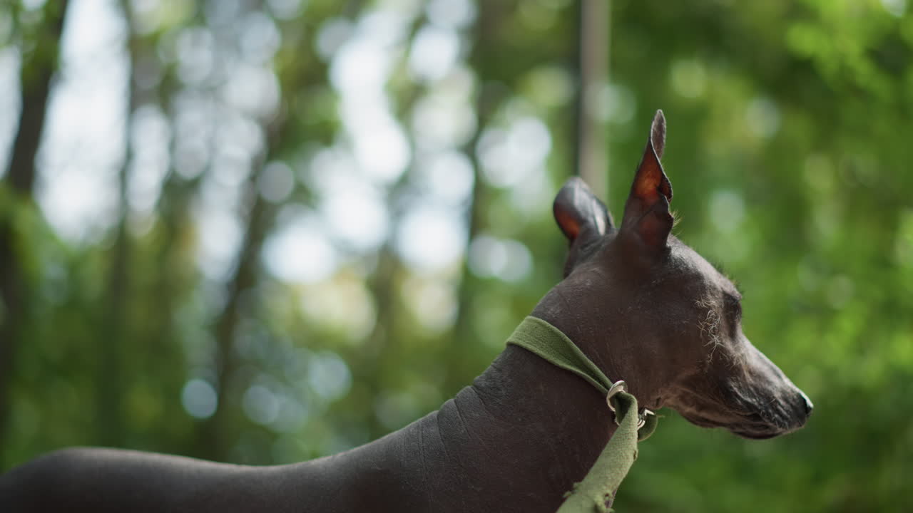Watchful Hairless Dog Side Profile In Shaded Park Path. Lean Canine On Leash With Alert Ears, Owner Legs Visible In Background, Soft Forest Light And Textured Skin Detail, Ideal For Training