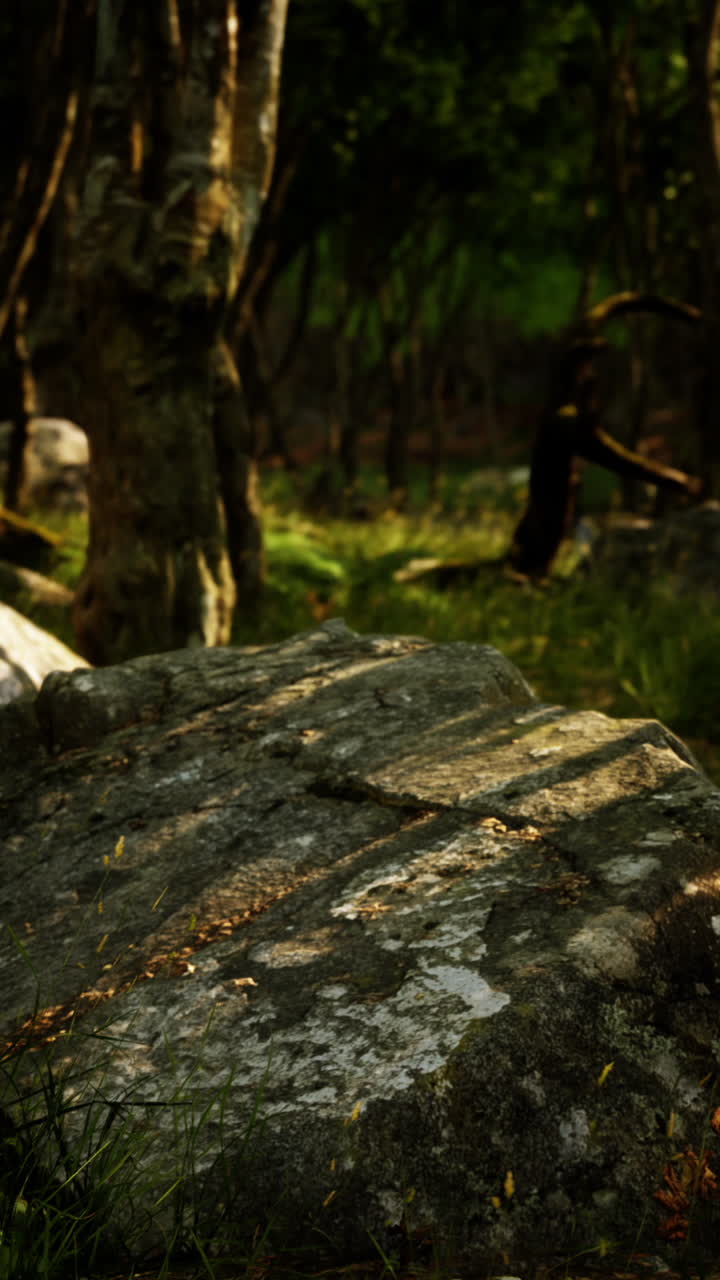 모스 로크 를 가진  에 인 숲 길