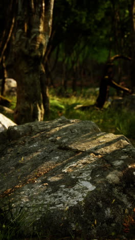 sun dappled forest path with mossy rocks