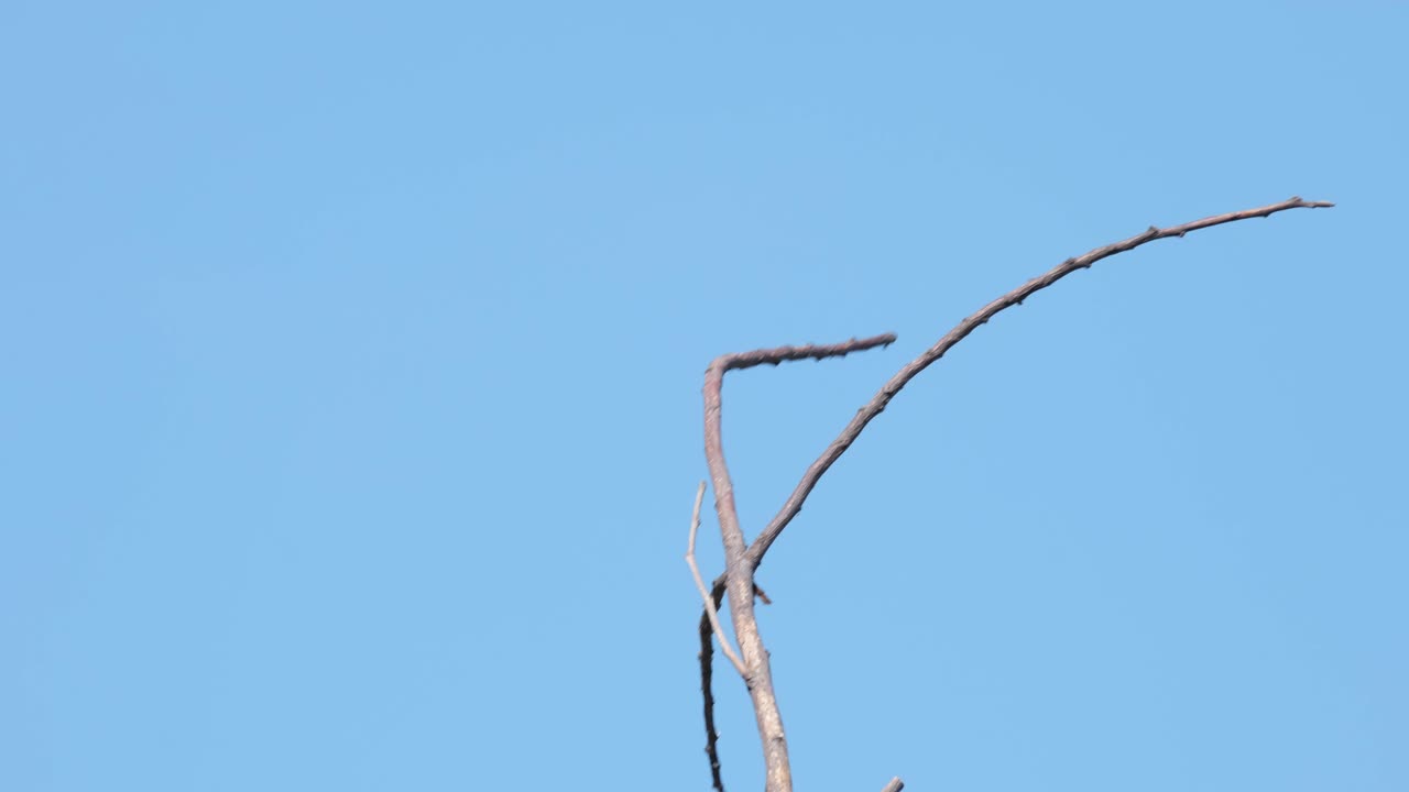 입을 벌리고 나뭇가지에 앉아 날아다니는 곤충을 스캔한 다음 오른쪽으로 이륙합니다. 파란 꼬리 벌잡이 메롭스 필리핀