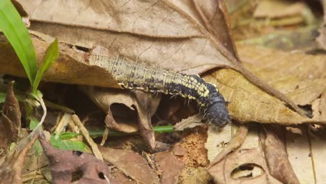una gran oruga lleva su piel hecha de hojas mientras se arrastra entre hojas muertas en el suelo de una selva tropical, primer plano después del disparo