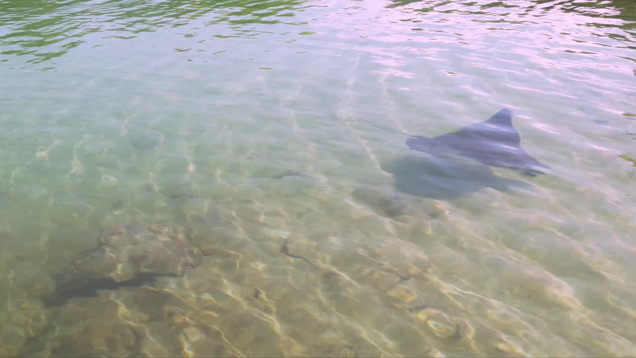 Spotted Eagle Ray swimming by in a large tide pool