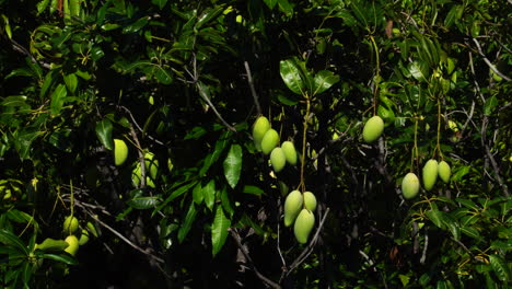 manojo estático de mango inmaduro colgando del árbol