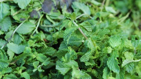 Frische-Bio-Minzblätter-Vom-Bauernhof-Aus-Nächster-Nähe-Aus-Verschiedenen-Blickwinkeln