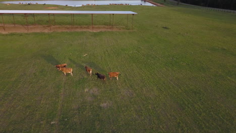 golden hour cows joining the rest of the herd at a dairy farm