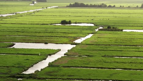 Vibrant-green-agriculture-fields-with-water-canals,-aerial-drone-view