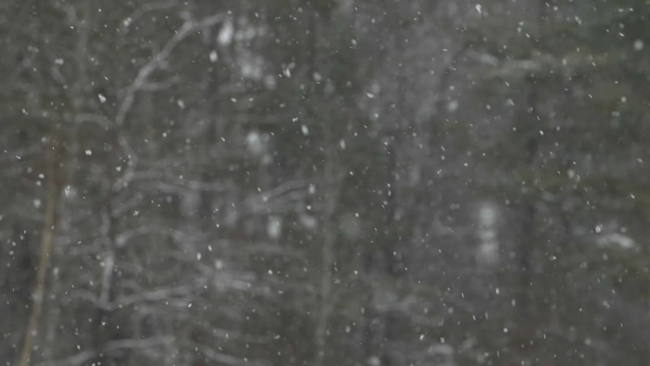 Крупный план падающих снежинок на фоне северных сосновых лесов