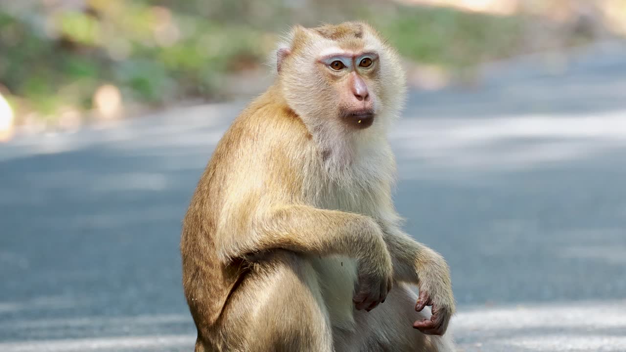 A southern pig-tailed macaque sits calmly by a forest road in Phuket, Thailand, under natural daylight
