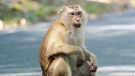 a southern pig-tailed macaque sits calmly by a forest road in phuket, thailand, under natural daylight