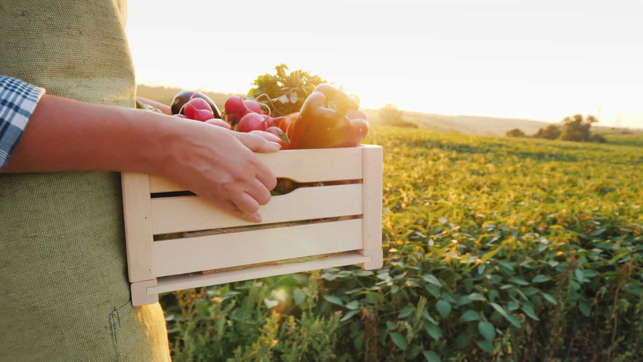 농부는 신선한 야채 한 상자를 들고 들판을 가로질러 걷는다