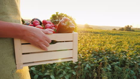 farmer carries a box of fresh vegetables walks across the field