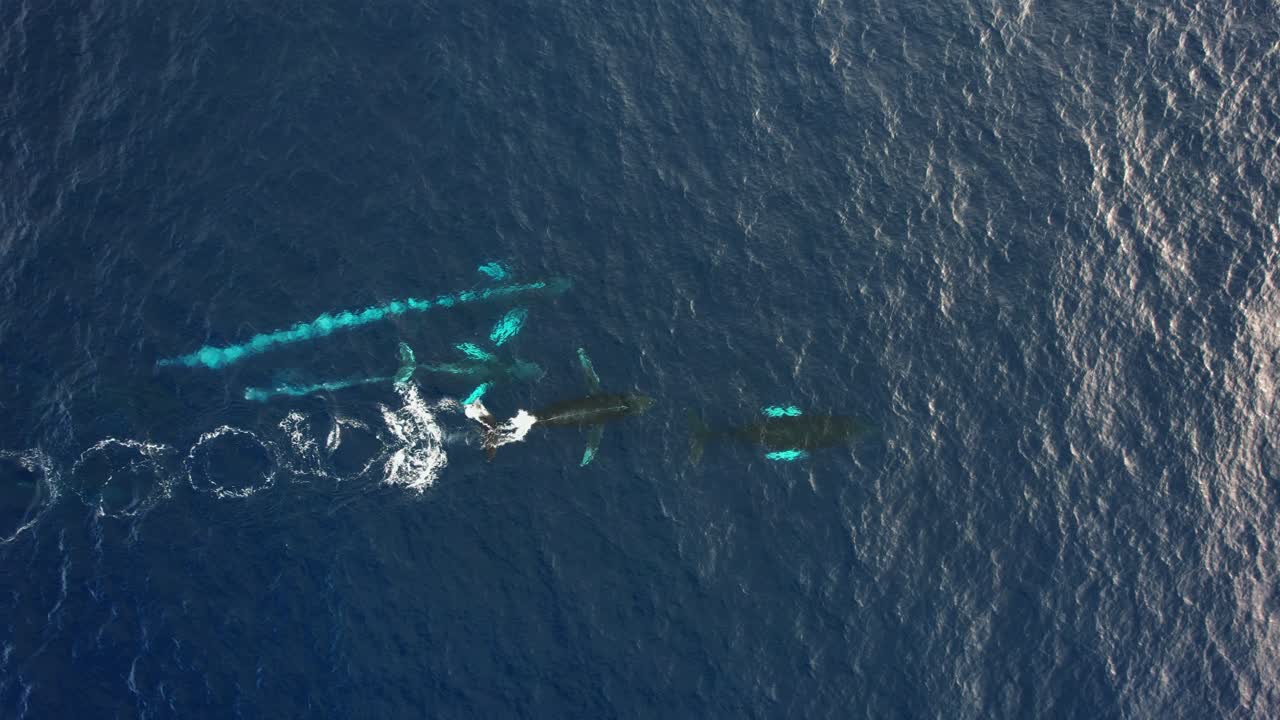 혹등고래 가족을 따라가는 항공 보기 - cenital, drone shot