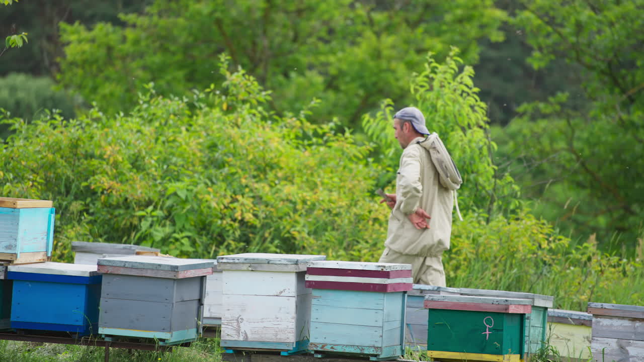 Apiarist goes along his bee hives and counts them. Man looking after his bee farm at the backdrop of nature.