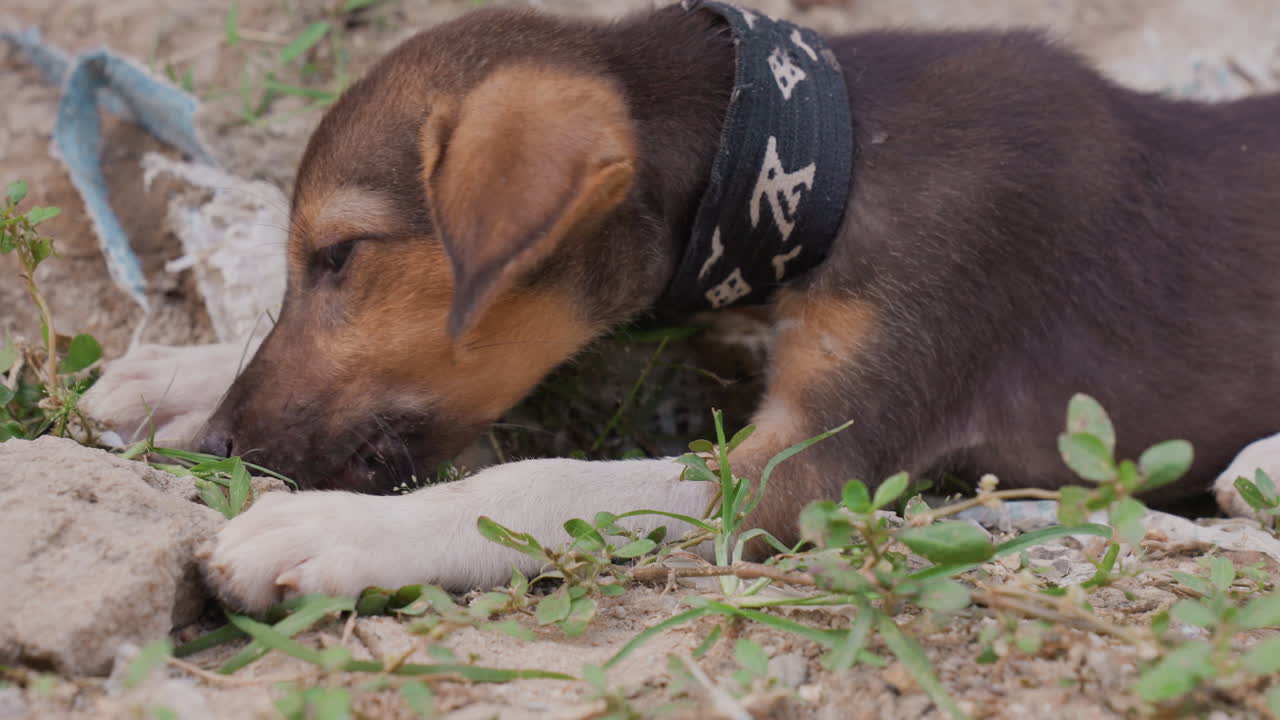 Blackcollared puppy dozing on sandy ground beside tether, slow breathing and gentle paw movements, collar pattern visible, tiny snout nudging dirt, peaceful backyard atmosphere, calm restful tone