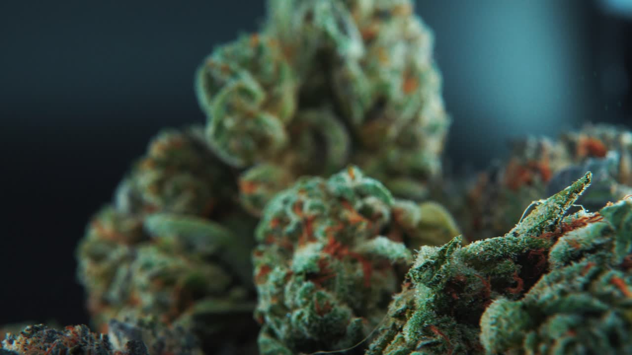 A macro cinematic detailed shot of a cannabis plant, hybrid strains, Indica and sativa ,marijuana flower, on a 360 rotating stand, slow motion, 4K video, studio lighting