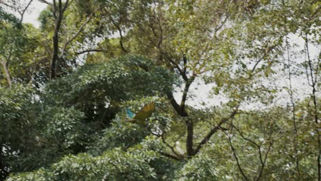 Slow-Motion-Bird-Flight-Of-Great-Green-Macaw-Parrot-against-bright-sky-in-wild-jungle