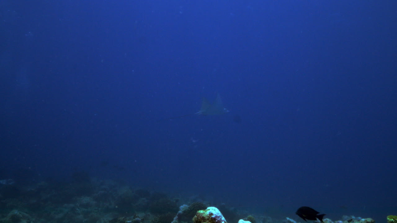 una hermosa raya de águila que aparece detrás de un coral de océano vivo lleno de peces y suavemente volando lejos en el azul profundo
