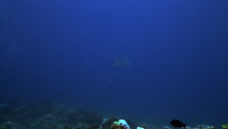 Ein-Wunderschöner-Adlerrochen,-Der-Hinter-Einer-Lebhaften-Meereskoralle-Voller-Fische-Auftaucht-Und-Sanft-Im-Tiefen-Blau-Davonfliegt