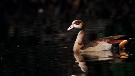 埃及的子 (egypt's goose) 子 (the egyptian goose) 是一個子子,它們的子們是子的子