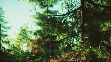 green cone trees in bright sun light