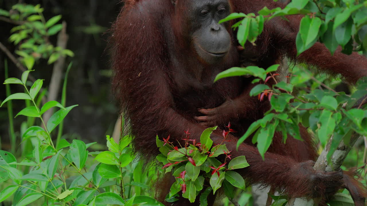 Orangutan Mother and Baby in the Forest