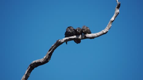 Par-De-Cacatúas-Negras-De-Cola-Roja-Del-Bosque-Con-Polluelos