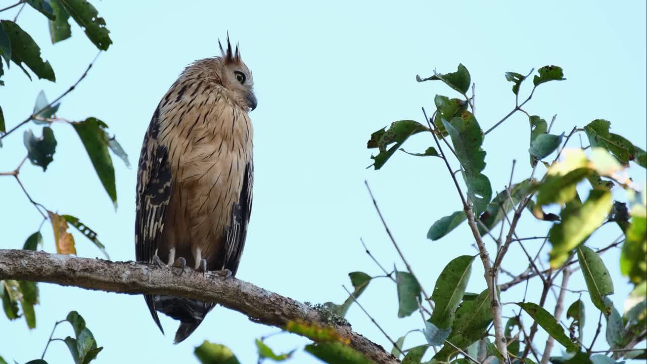 la cámara hace zoom y se desliza hacia la izquierda mientras el pájaro mira hacia la derecha, buffy fish owl ketupa ketupu, tailandia