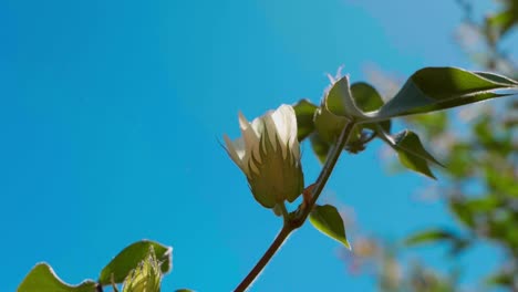 Flor-Floreciente-De-La-Planta-De-Algodón-Mexicana-Contra-El-Cielo-Azul-Soleado