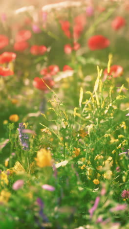 beautiful wildflowers in a meadow