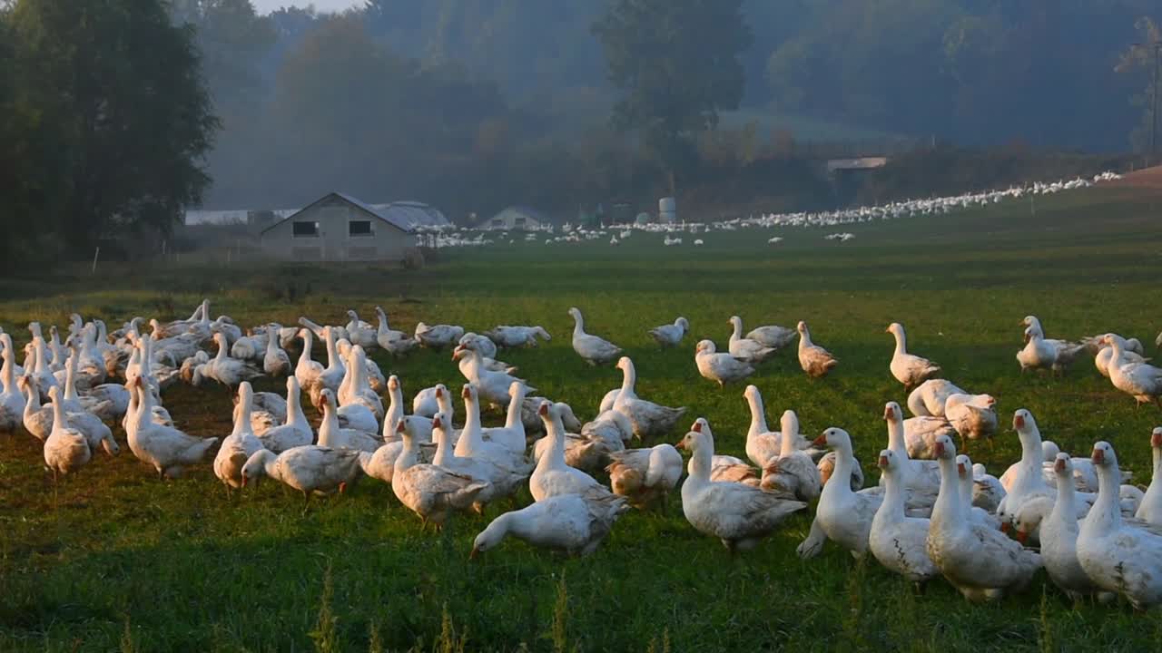 독일의 거위 농장에서 흰 거위 무리로 확대