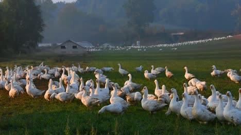 Acercándose-A-Un-Grupo-De-Gansos-Blancos-En-Una-Granja-De-Gansos-En-Alemania