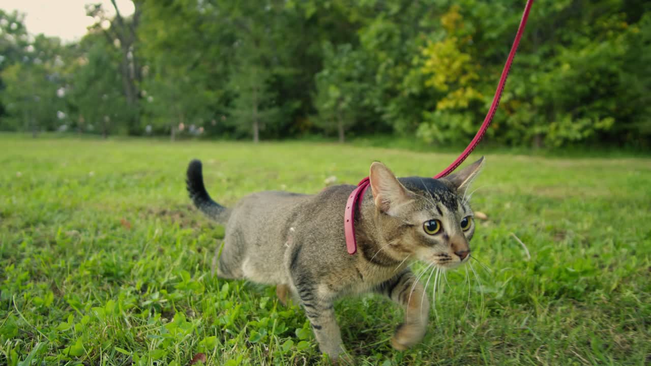 Small pretty cat walking in the park with young woman owner. Close-up of kitty on green grass. Nature