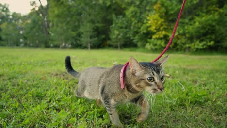small pretty cat walking in the park with young woman owner. close-up of kitty on green grass. nature