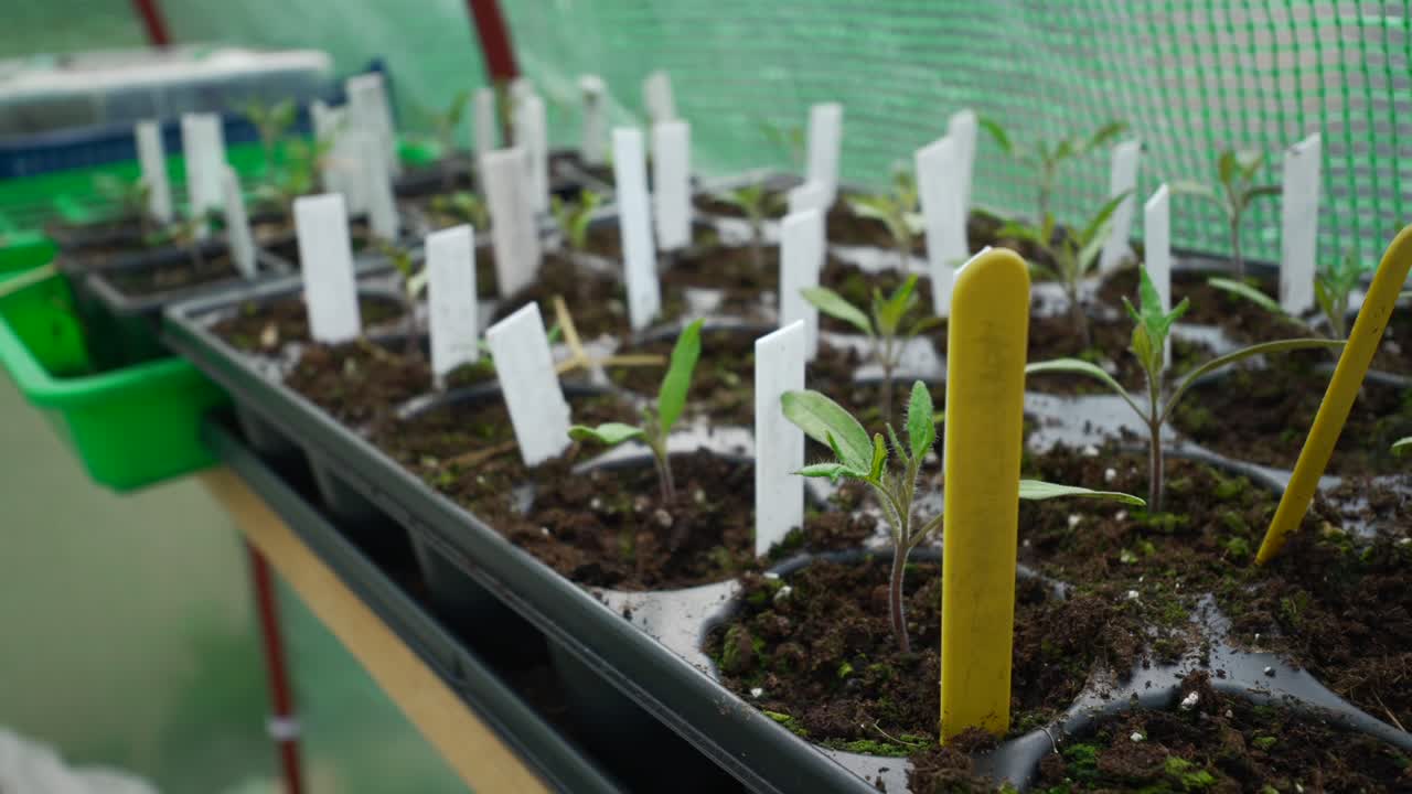 Close up of small plants and seedlings in a plant tray inside a greenhouse