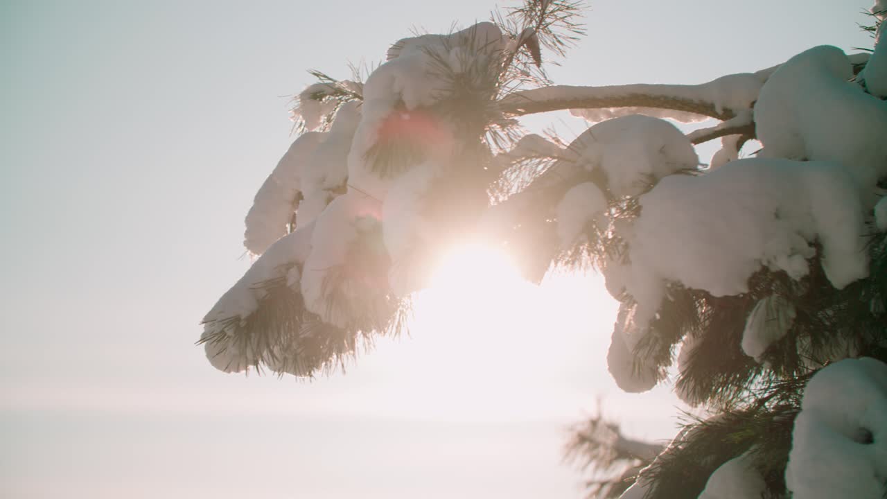 el pino verde cubierto de nieve en un día de invierno