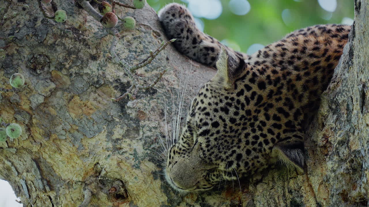 leopardo durmiendo en un árbol