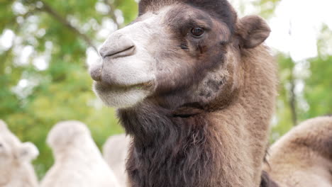 brown camel chewing in slow motion. close up