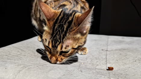 cat eating food at home, close up front view